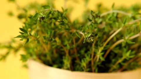 Thyme  spicy herb.Thyme sprigs close-up on a yellow background Stock Footage 154393006