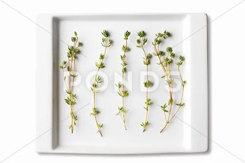 Thyme Sprigs on a White Dish Stock Photos