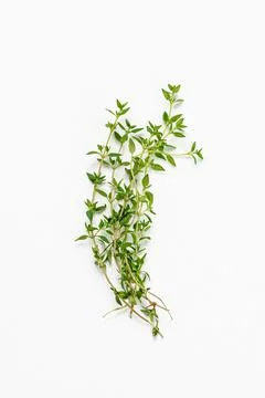 Thyme stems leaves white background organic ingredient herb aromatic medicina Stock Photos