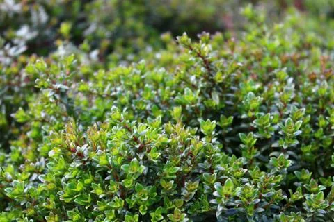 Thyme in the summer in the garden Stock Photos