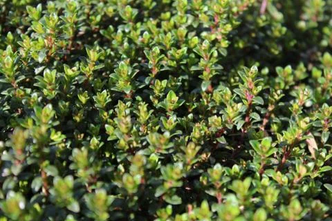 Thyme in the summer Stock Photos