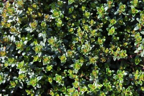 Thyme in the summer Stock Photos