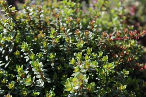 Thyme in the summer Stock Photos