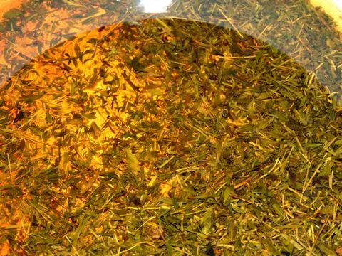 Thyme tea in a pot Fotos de archivo