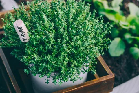 Thyme. Thyme plant in a pot. Thyme herb growing in garden. Stock Photos