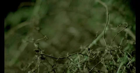 Thyme Upclose 2 Stock Footage 292834802