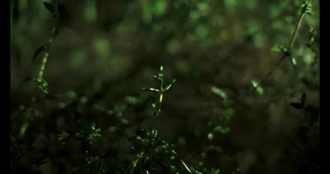 Thyme Upclose 3 Stock Footage 292834793