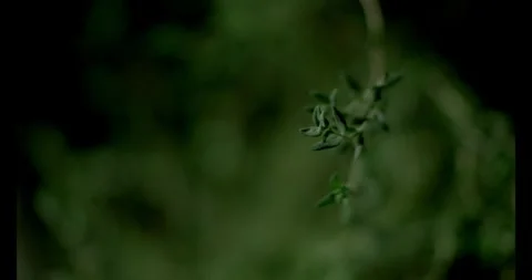 Thyme Upclose 4 Stock Footage 292834775