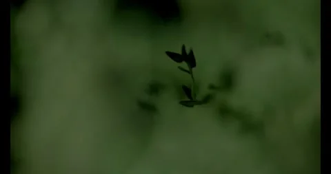 Thyme Upclose 5 Stock Footage 292834774