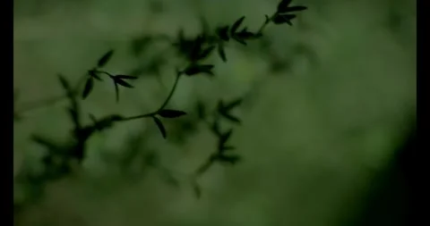 Thyme Upclose 6 Stock Footage 292834754