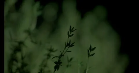 Thyme Upclose 7 Stock Footage 292834756