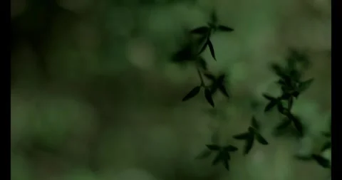 Thyme Upclose 8 Stock Footage 292834753