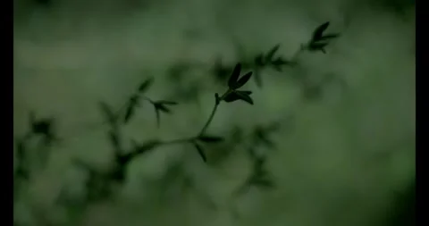 Thyme Upclose 9 Stock Footage 292834772