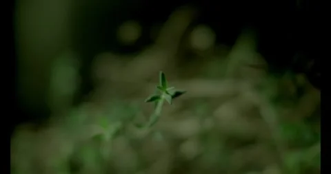 Thyme Upclose Stock Footage 292834804