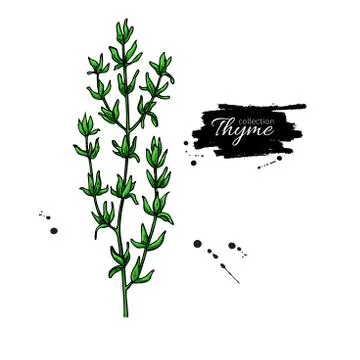 Thyme vector drawing. Isolated thyme plant with leaves. Stock Illustration