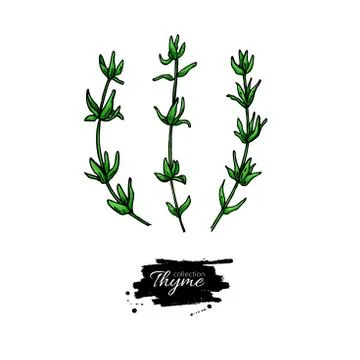 Thyme vector drawing. Isolated thyme plant with leaves. Stock Illustration