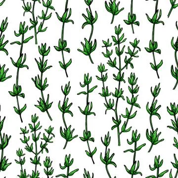 Thyme vector drawing seamless pattern. Isolated  plant and leave Illustrazione stock