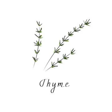 Thyme vector flat illustration. Herbs vector object isolated on white background Stock Illustration
