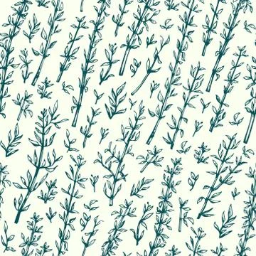 Thyme. Vector seamless pattern for design menu, packaging and recipes. Hand Illustrazione stock