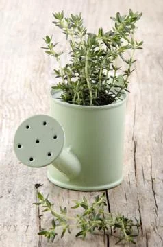 Thyme in a watering can Foto stock