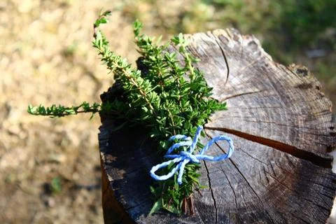 Thyme on a weathered tree trunk Stock Photos