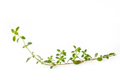 Thyme on white background Stock Photos