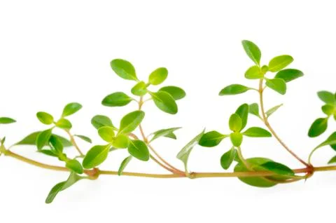 Thyme on white Stock Photos