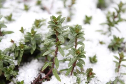 Thyme in the winter Stock Photos