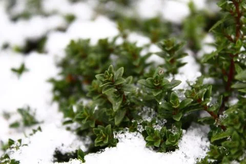 Thyme in the winter Stock Photos