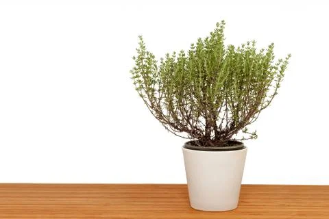 Thyme on wooden table Stock Photos