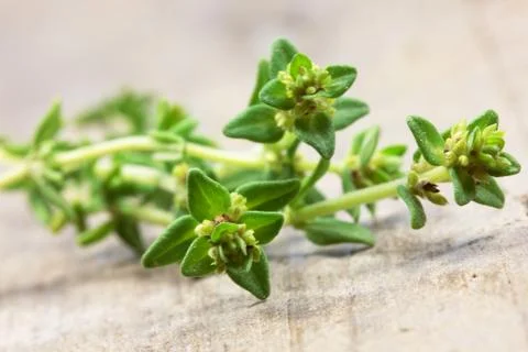Thyme on wooden table Stock Photos