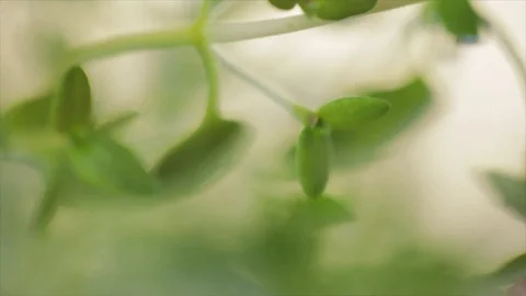 Thyme Zoom Out Sharpness Blur Stock Footage 99165469