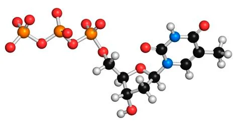 Thymidine triphosphate molecule Stock Illustration