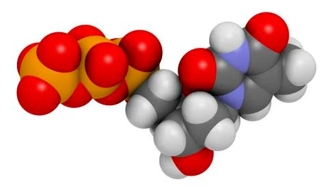 Thymidine triphosphate molecule Stock Illustration