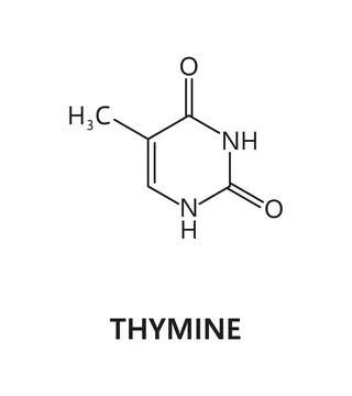 Thymine nucleic acid, nitrogenous base formula Stock Illustration