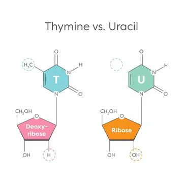 Thymine versus Uracil genomic educational graphic illustration Illustrazione stock