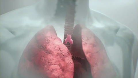Thymus in Amazing CGI Human Vidéo 130206410