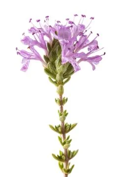 Thymus capitatus Stock Photos
