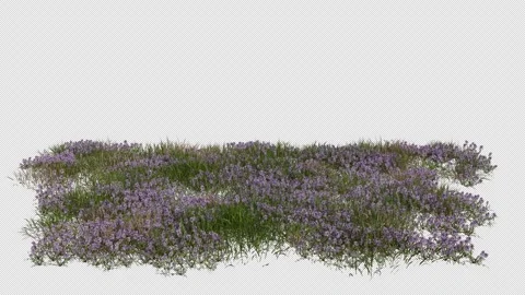 Thymus Field blowing in the wind Loop Animation. Alpha Channel Stock Footage 308791175