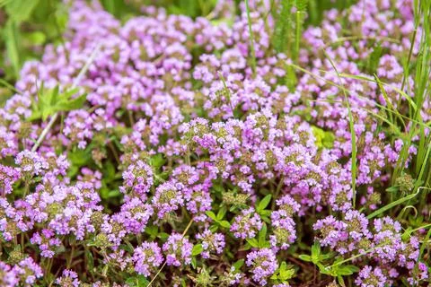Thymus with flowers Stock-Fotos