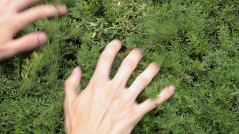 Thymus 動画素材 115533439