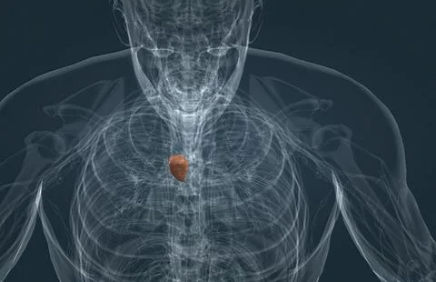 The thymus gland can trigger or sustain the production of antibodies that c.. Stock Illustration