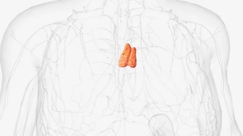 The thymus gland is in the chest between the lungs Stock Footage 271044609
