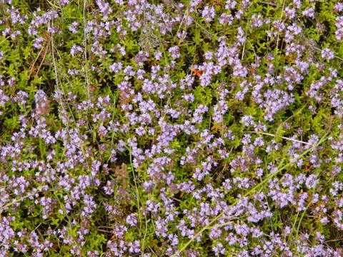 Thymus Fotos de archivo