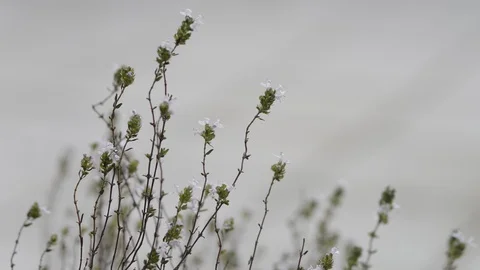 Thymus plant moved by the wind. Video stock 129316320