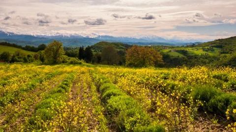 Thymus plantation Stock Photos