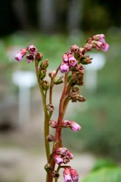 Thymus praecos Stock Photos