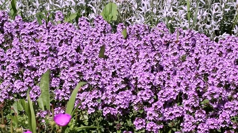 Thymus serpyllum Stock Footage 164130213