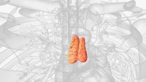 The thymus is a specialized primary lymphoid organ of the immune system Stock Footage 247267420