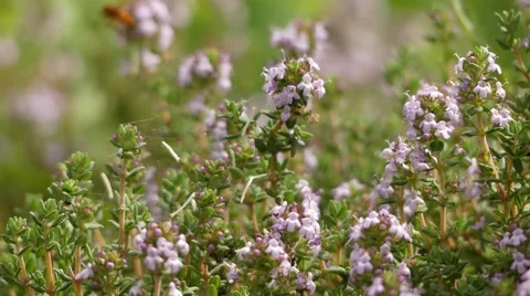 Thymus vulgaris (common thyme) Stock Footage 66823160